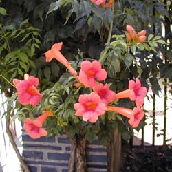 Trumpet Vine